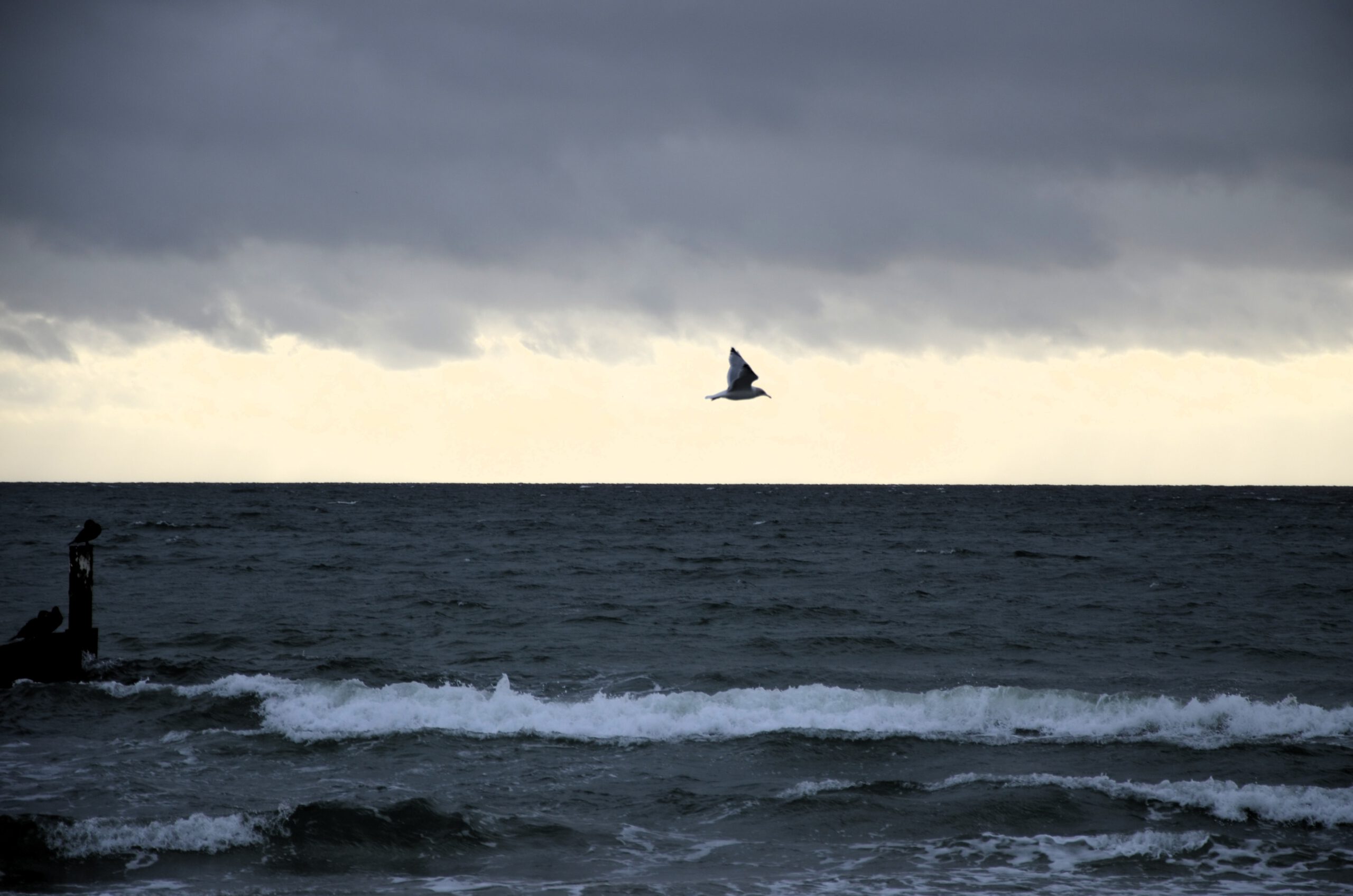 Im Zweifel ist der Wind stärker — und die Möwe würde lachen