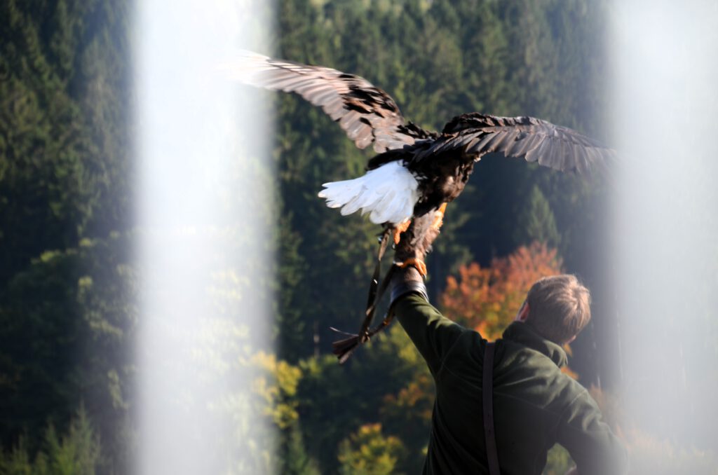 Greifvogel auf der Adlerwarte Detmold – Fotografie