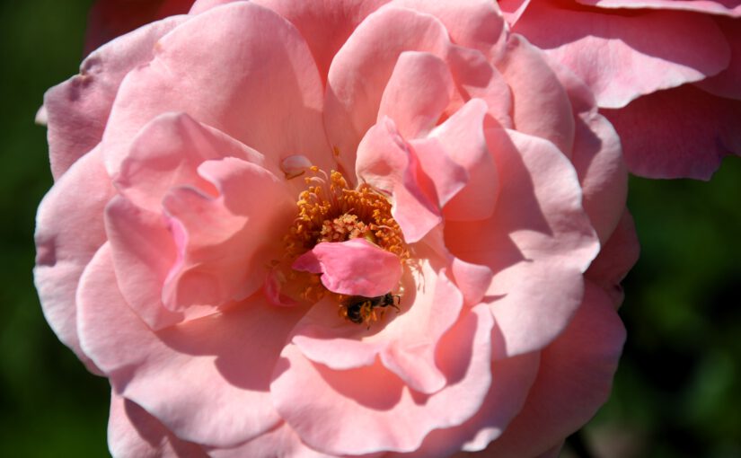 Rosa, Karl und die verlorene Schlacht